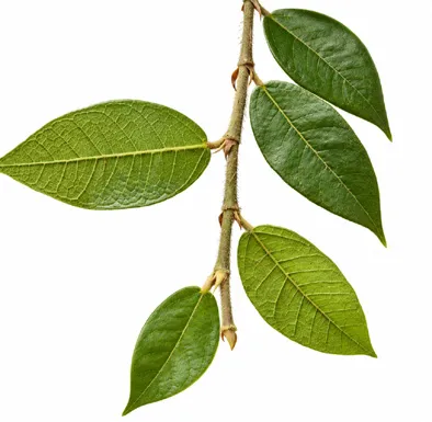 Ficus hederacea leaves