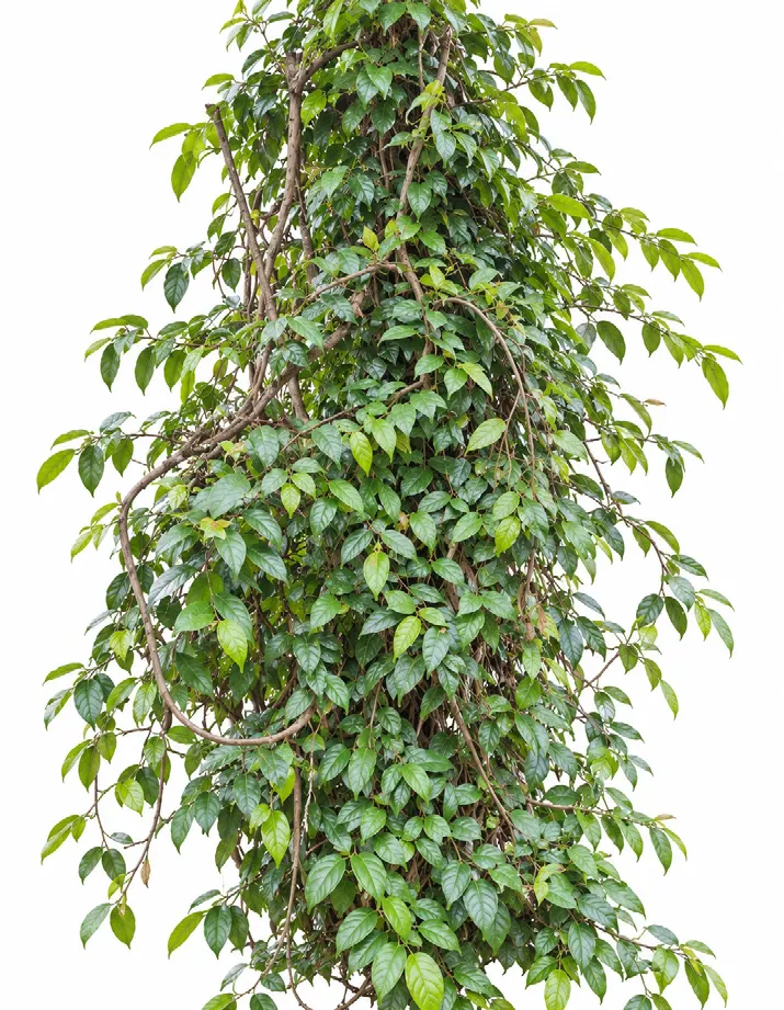 Ivy-leaved fig