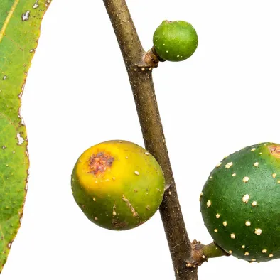 Ficus heterophylla bark