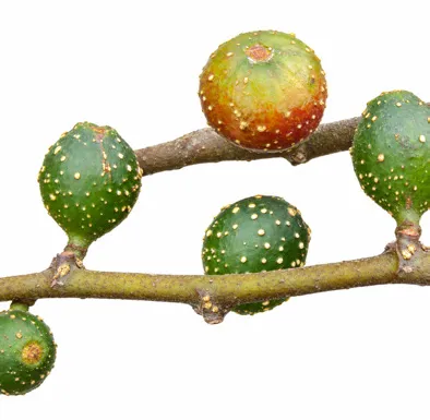 Ficus heterophylla fruit / seeds