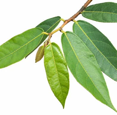 Ficus heterophylla leaves