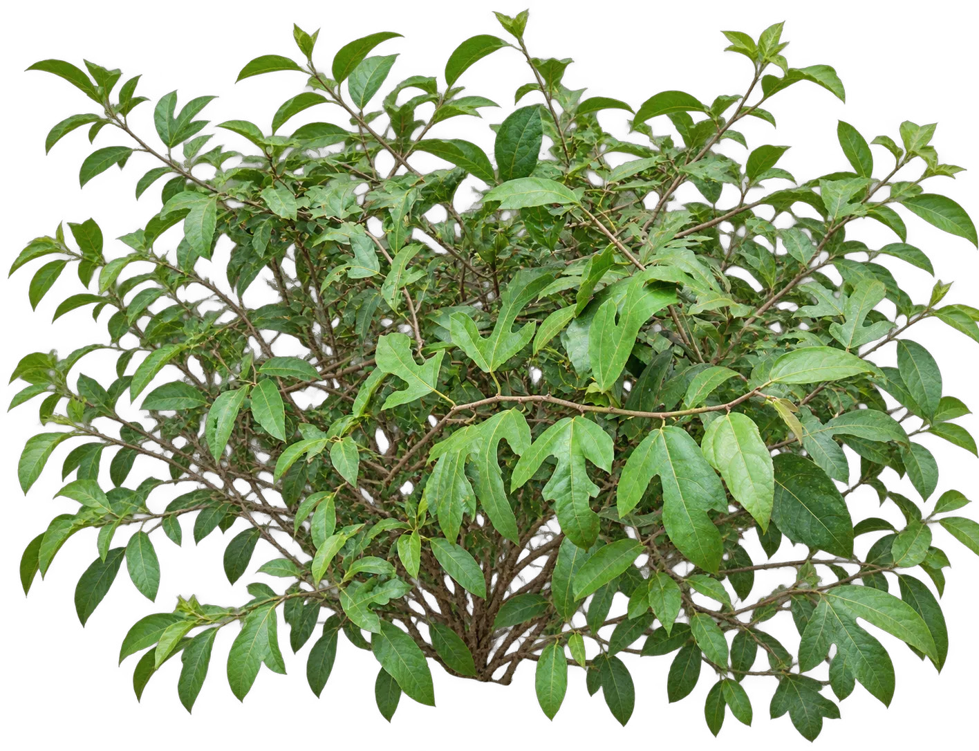 Creeping Fig