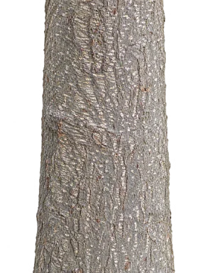 Ficus maclellandii bark