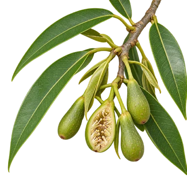 Ficus maclellandii flower