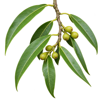Ficus maclellandii fruit / seeds