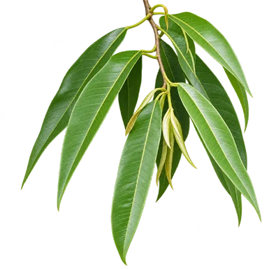 Ficus maclellandii leaves