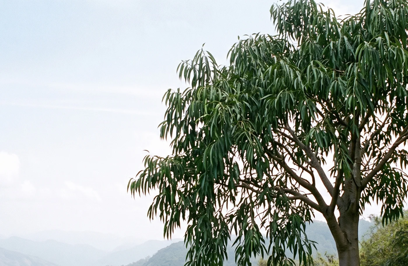 Long-leaved Fig
