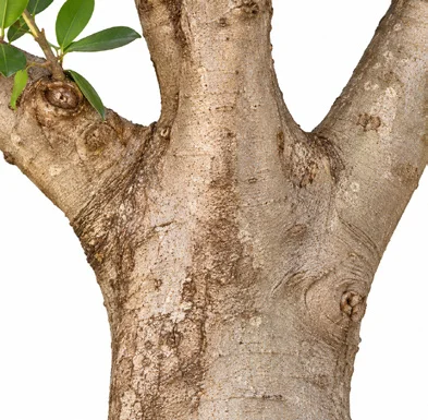 Ficus microcarpa bark