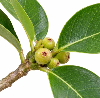 Ficus microcarpa flower