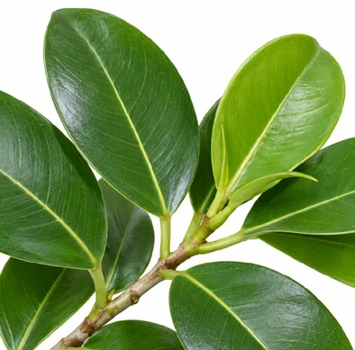 Ficus microcarpa leaves
