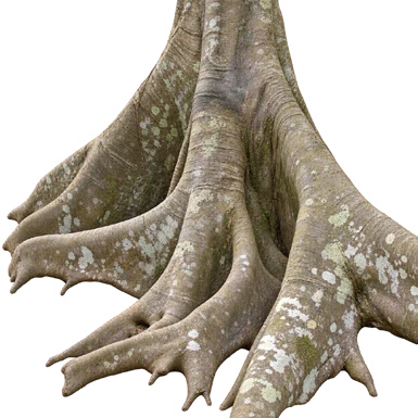 Ficus nervosa bark