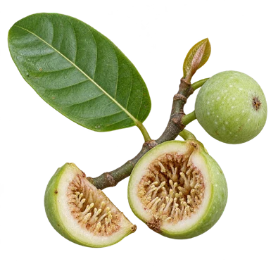 Ficus nervosa flower