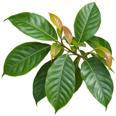 Ficus nervosa leaves