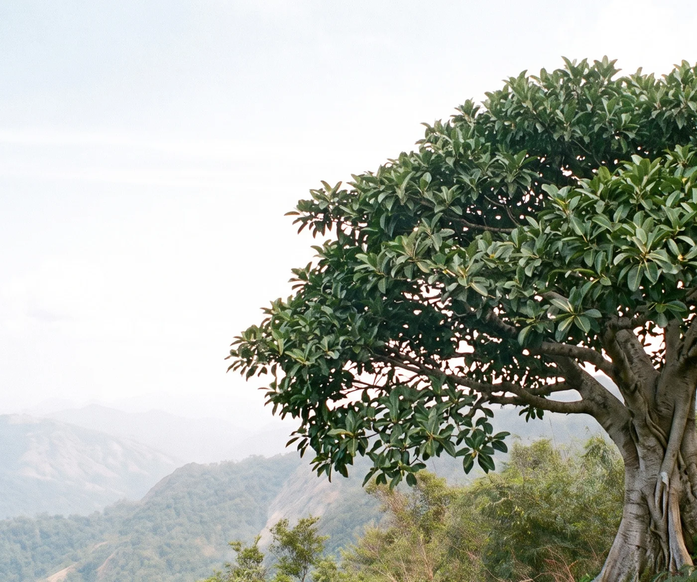 Veined-leaf Fig