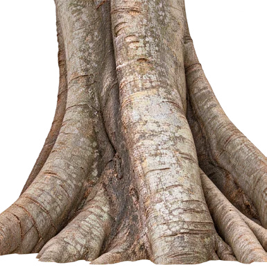 Ficus rumphii bark