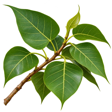 Ficus rumphii leaves