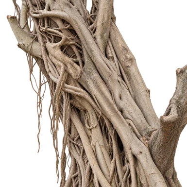Ficus talbotii bark