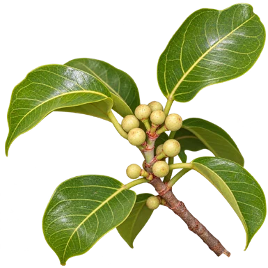 Ficus talbotii fruit / seeds