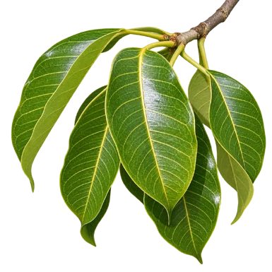 Ficus talbotii leaves