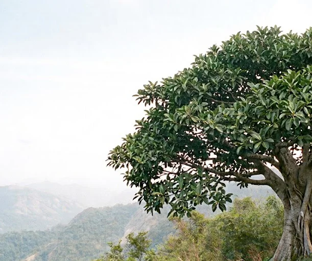 Talbot Fig