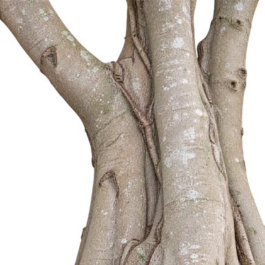 Ficus tinctoria subsp. gibbosa bark
