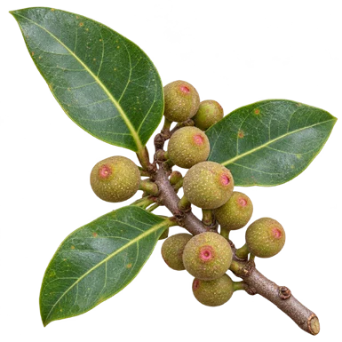 Ficus tinctoria subsp. gibbosa fruit / seeds