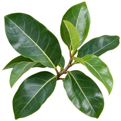 Ficus tinctoria subsp. gibbosa leaves