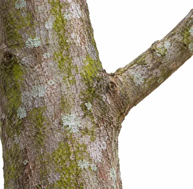 Ficus tsjakela bark