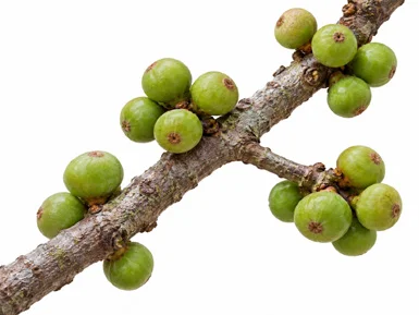 Ficus tsjakela fruit / seeds