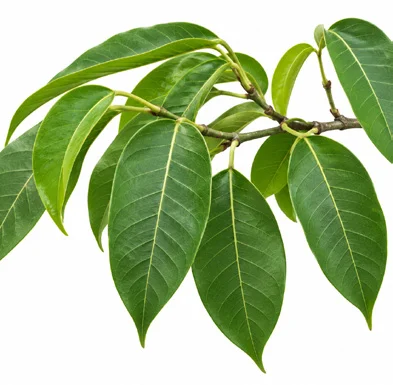 Ficus tsjakela leaves