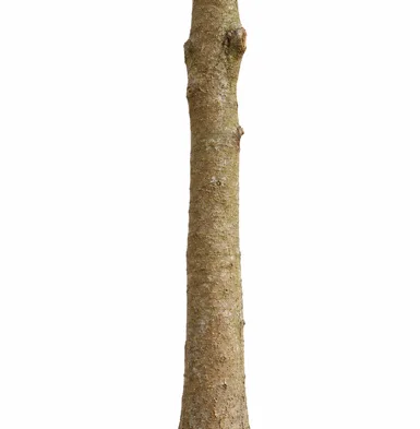 Filicium decipiens bark
