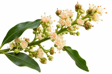 Filicium decipiens flower