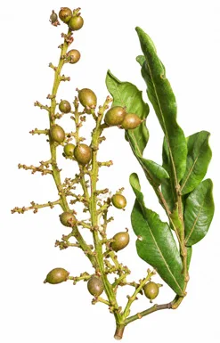 Filicium decipiens fruit / seeds