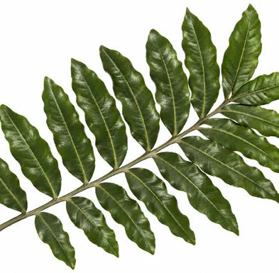 Filicium decipiens leaves