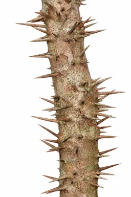 Flacourtia montana bark