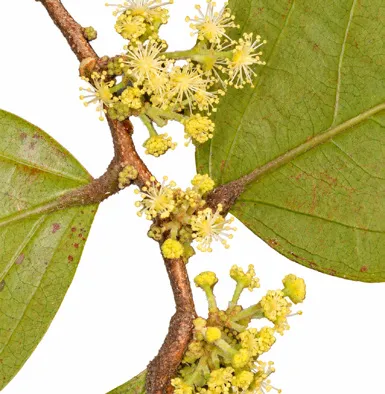 Flacourtia montana flower
