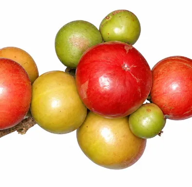 Flacourtia montana fruit / seeds