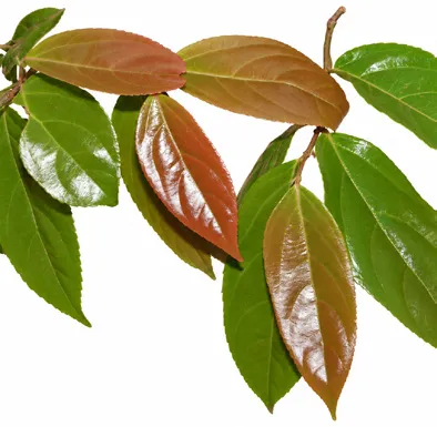 Flacourtia montana leaves