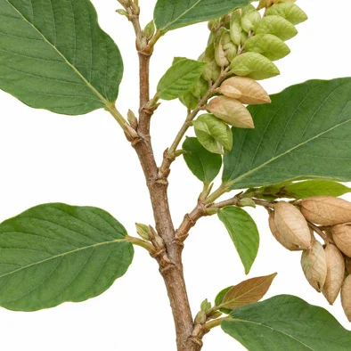 Flemingia strobilifera bark