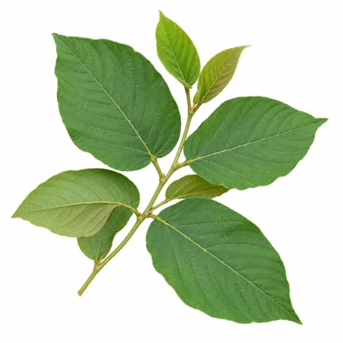 Flemingia strobilifera leaves