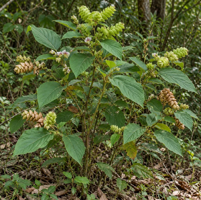 Luck plant