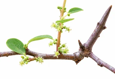 Flueggea leucopyrus bark