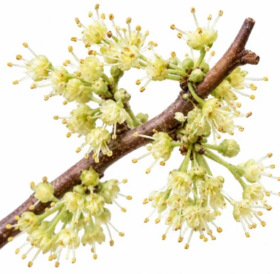 Flueggea leucopyrus flower