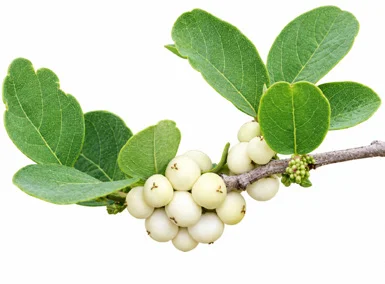 Flueggea leucopyrus fruit / seeds