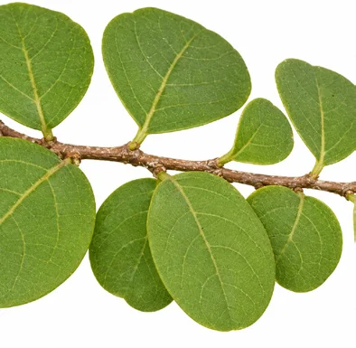 Flueggea leucopyrus leaves