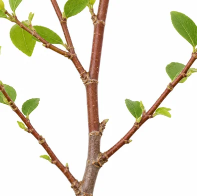Flueggea virosa bark