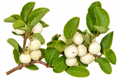 Flueggea virosa fruit / seeds