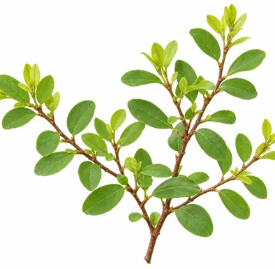 Flueggea virosa leaves