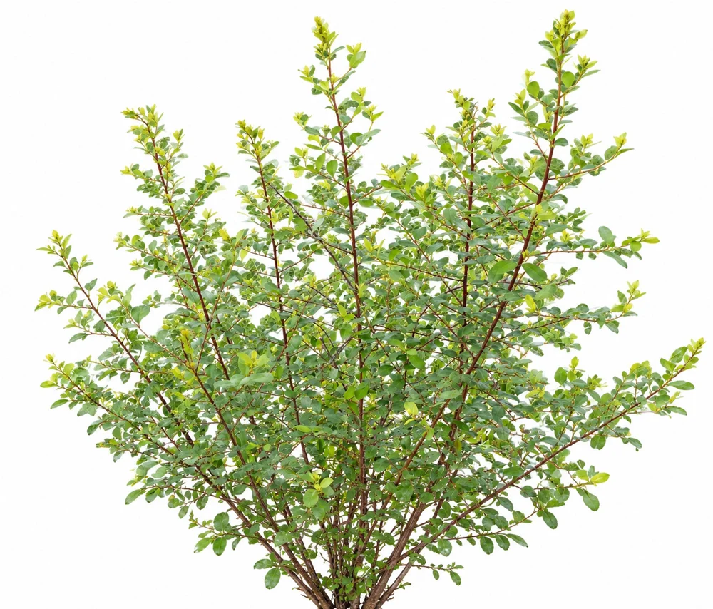 Common Bushweed