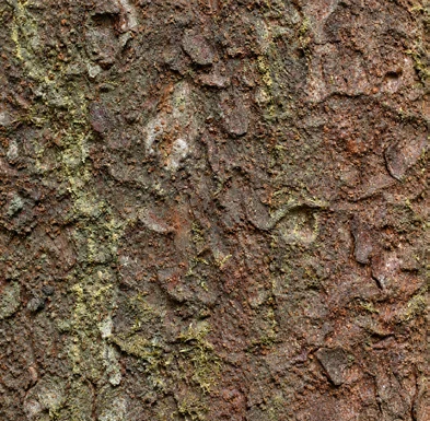 Garcinia gummi-gutta bark